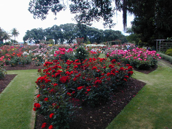 The Parnell Rose-gardens